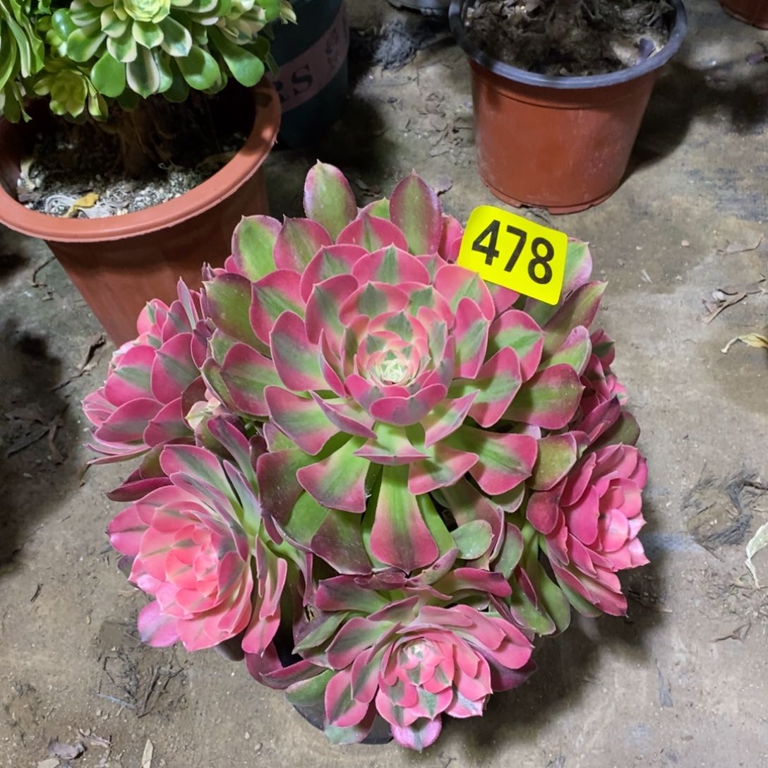 香妃多肉法师478