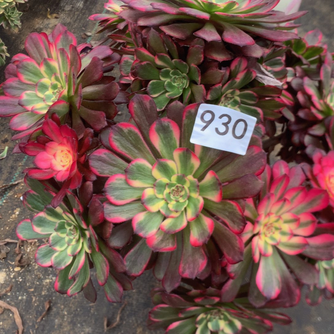 老*030黑金刚多肉植物