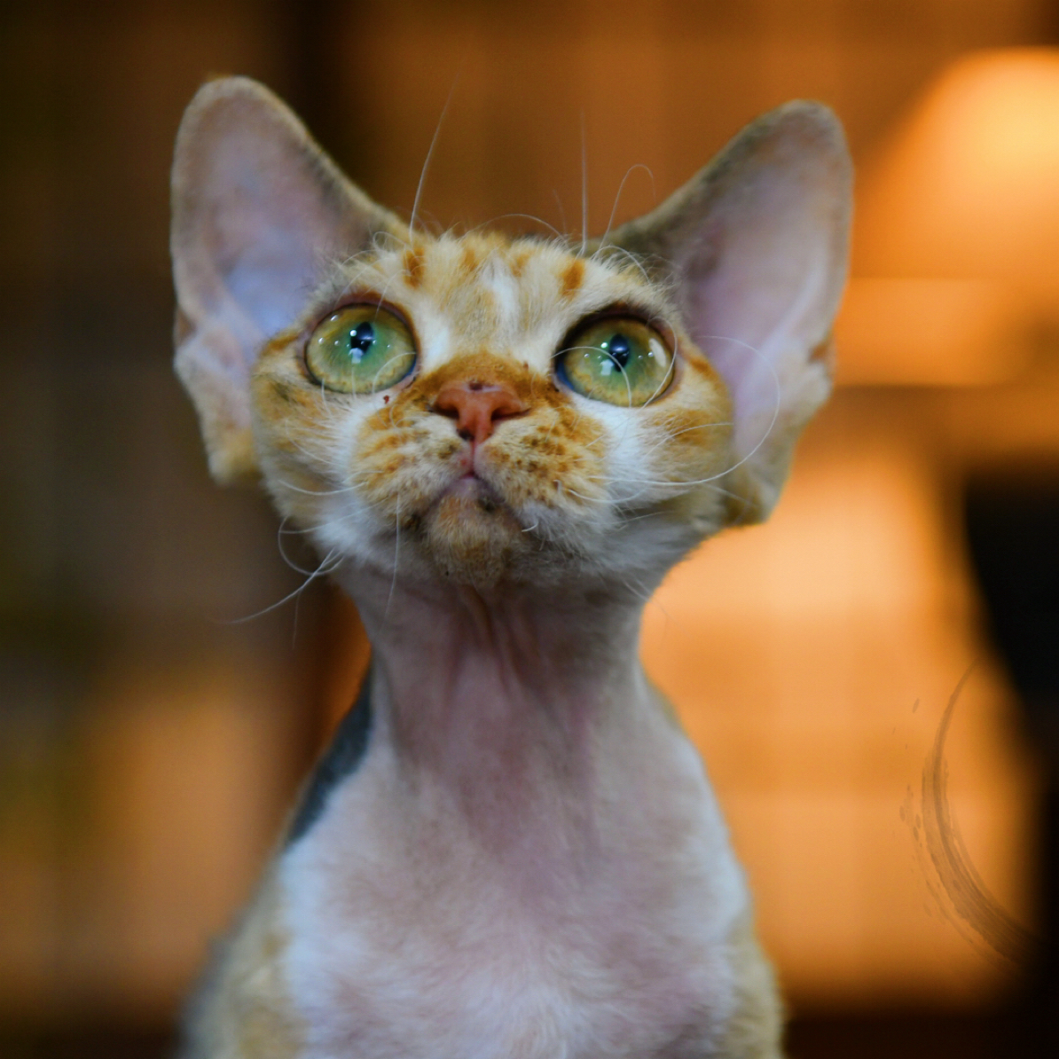 棕虎斑补丁加白德文卷毛猫妹妹