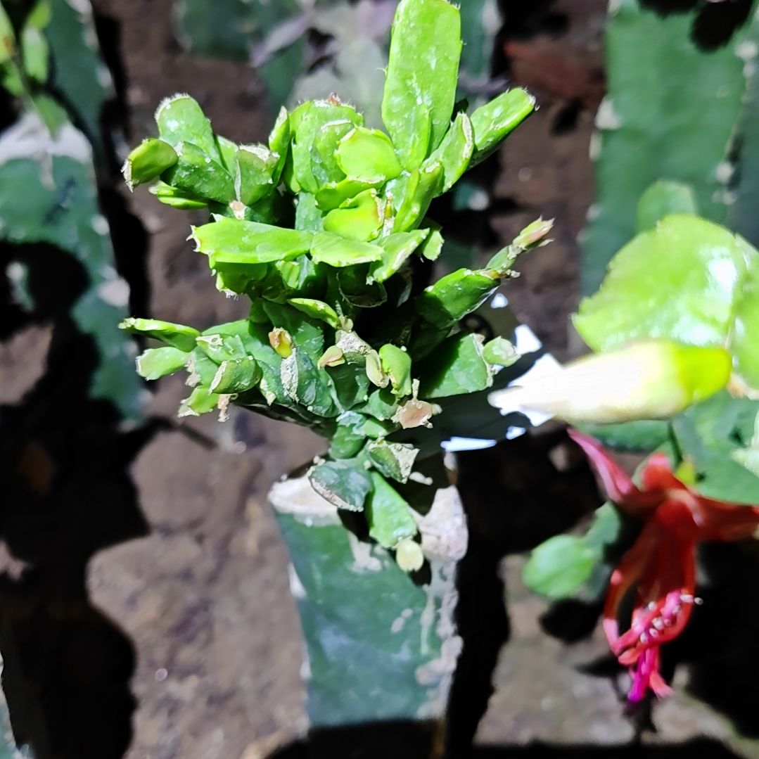 028脱土脱盆易掉芽苞229