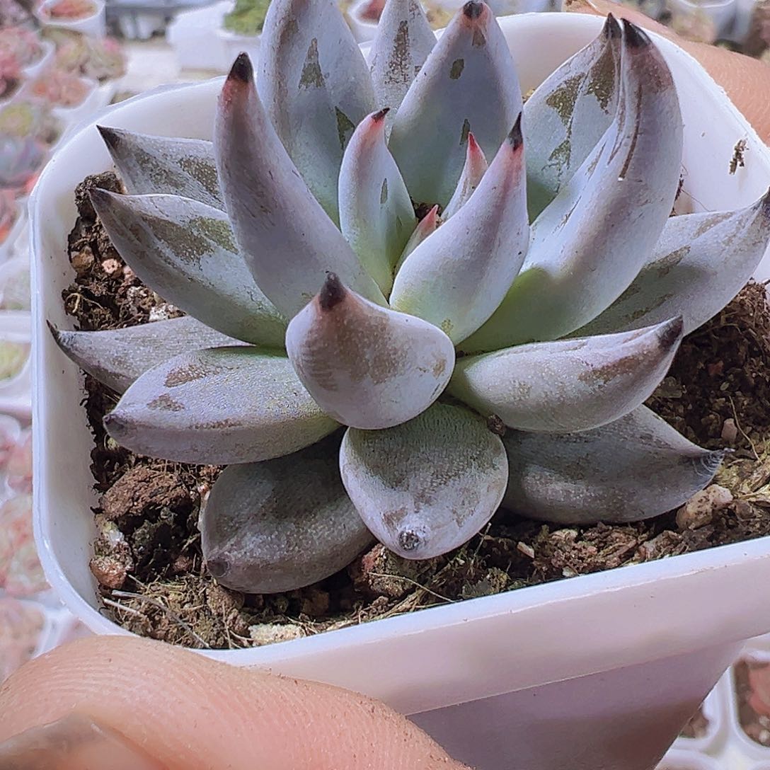 魔爪19包邮多肉植物