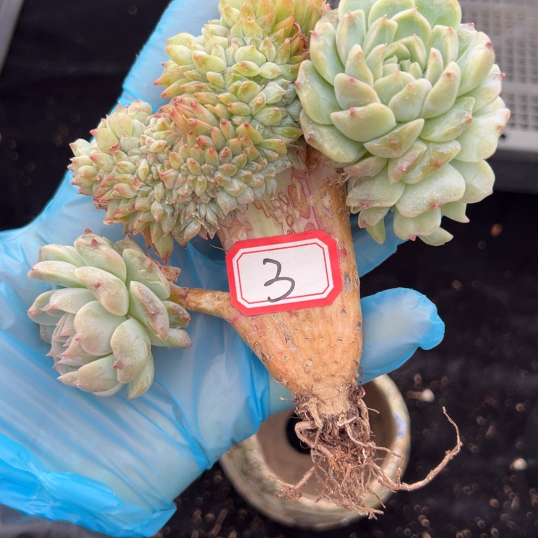 李*新年快乐 新年快乐 新年快乐