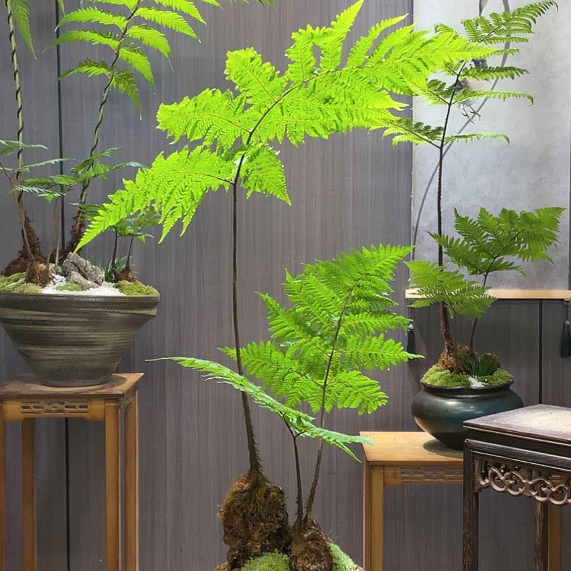 【闪购商品】術****叔蕨