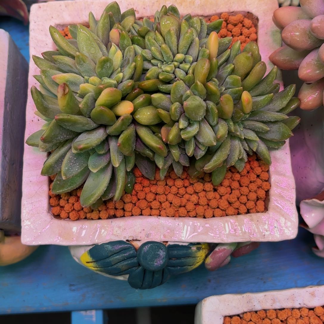闪购商品#海洋之歌缀
