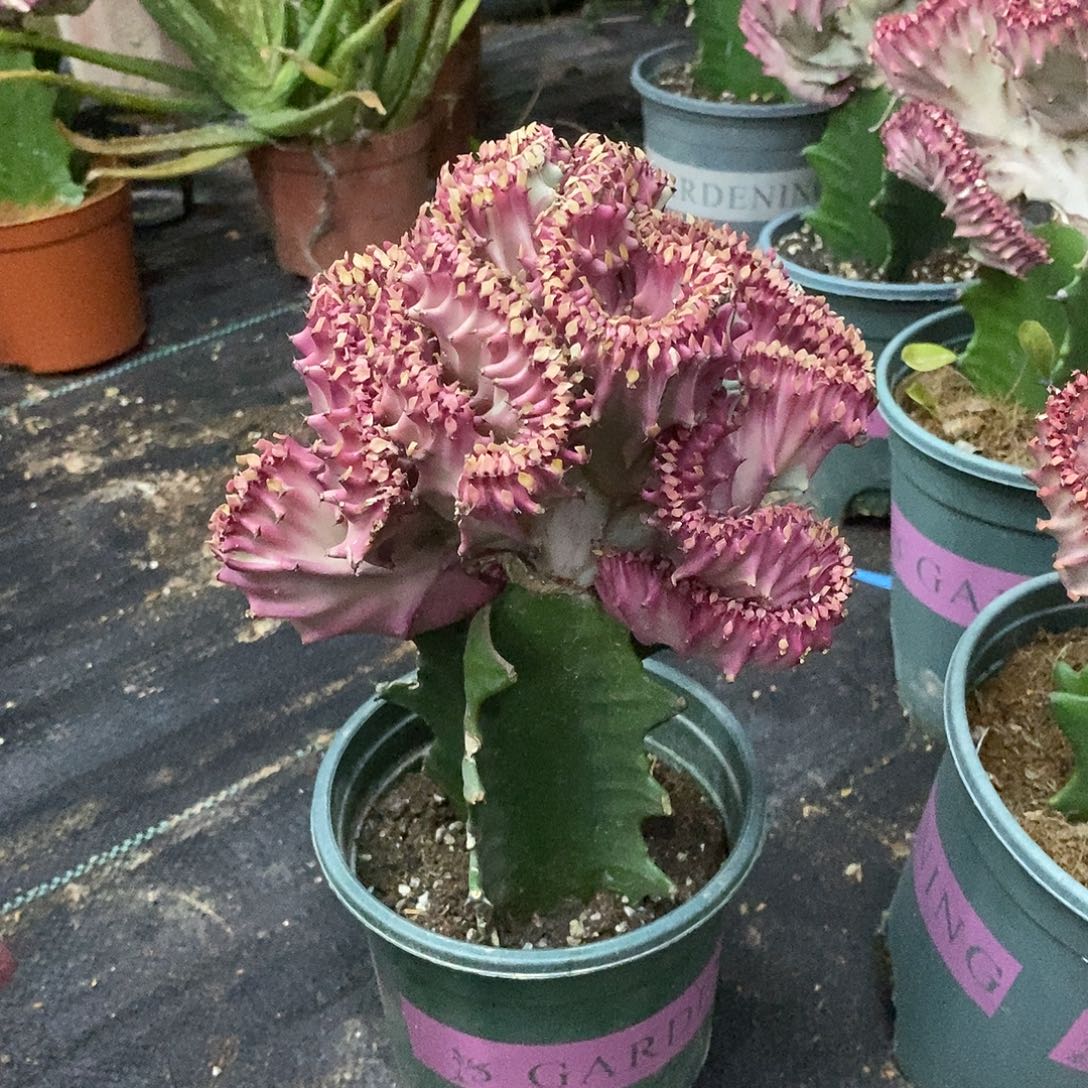 鸡血红麒麟一物一拍