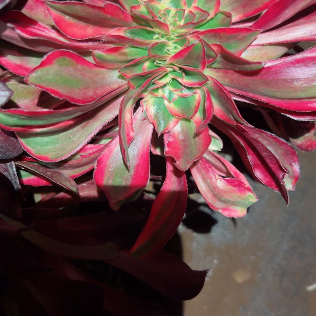 397 号多肉植物法师