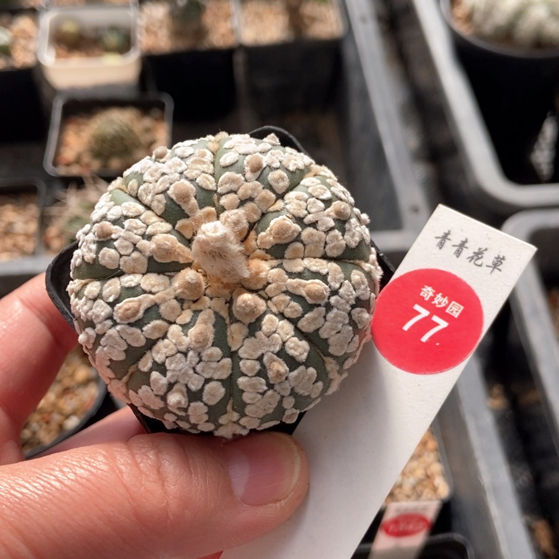 实生超兜5.2cm一棵仙人球