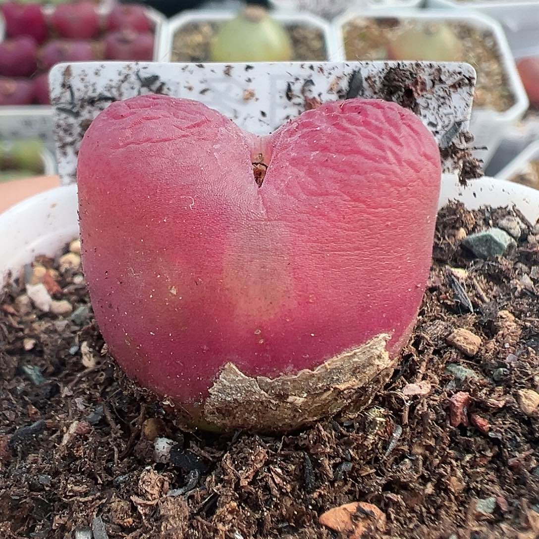 469毛汉尼带盆土发货