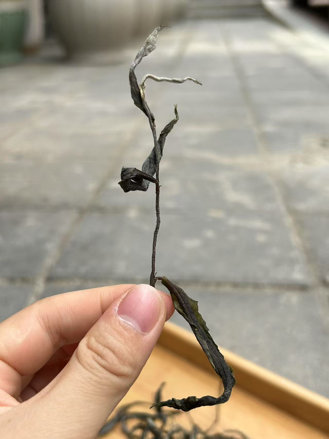 临时通用链接冰岛老寨65号生茶散料 1号