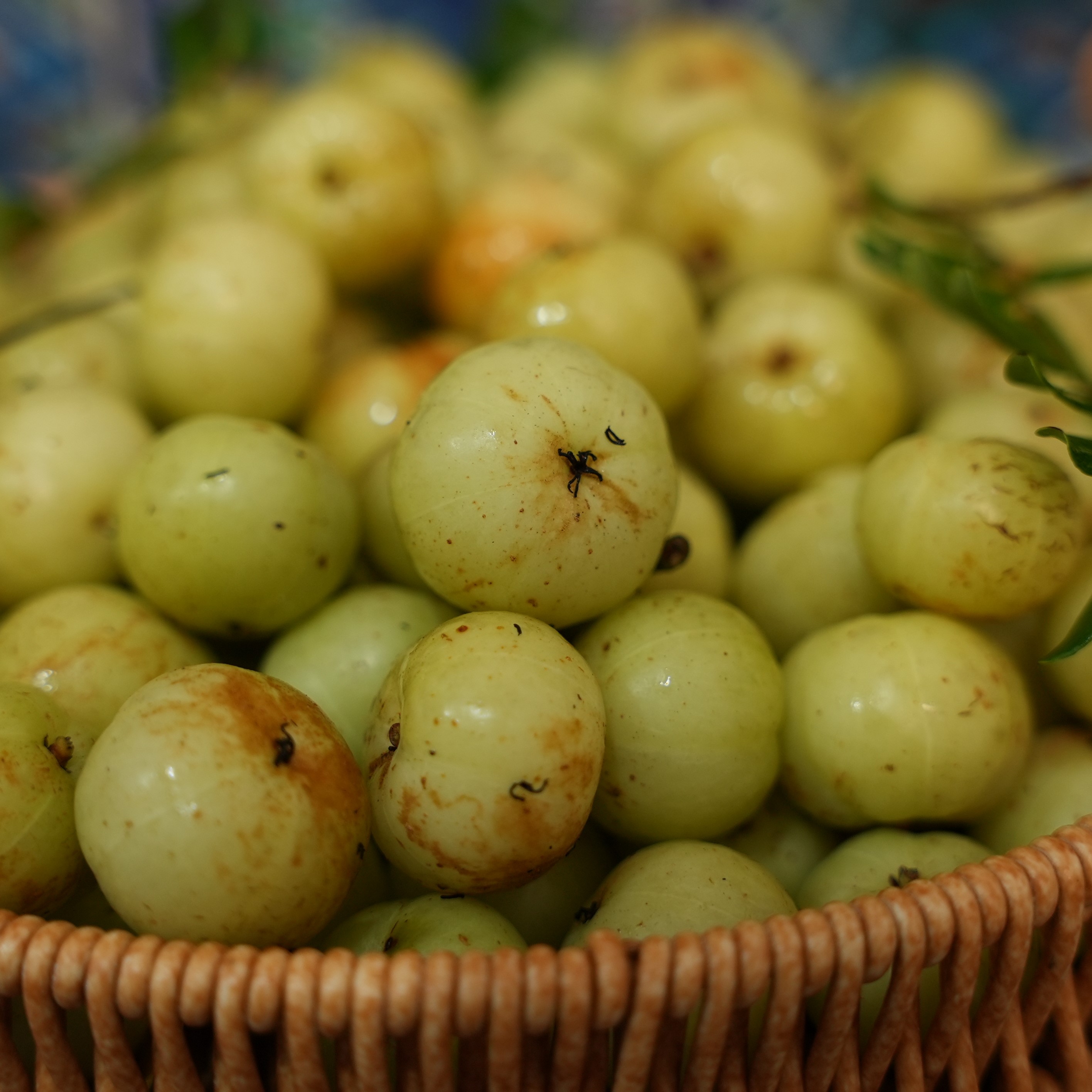 陆丰    西扁油柑果