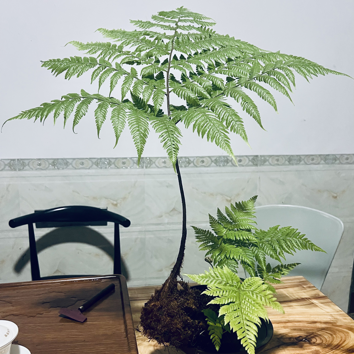 室内禅意水培绿植绿植盆栽【金丝红鳞蕨】一物一拍-好养易活-