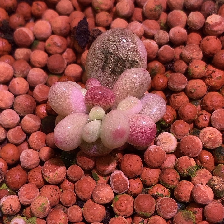 桃蛋锦多肉植物多肉