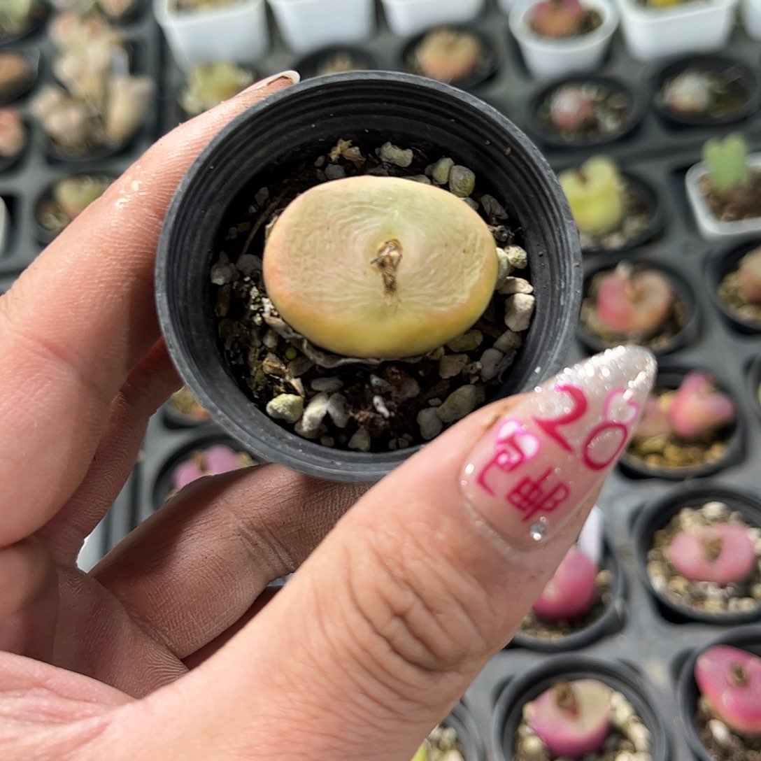 单头蟠桃单头发货有根发货