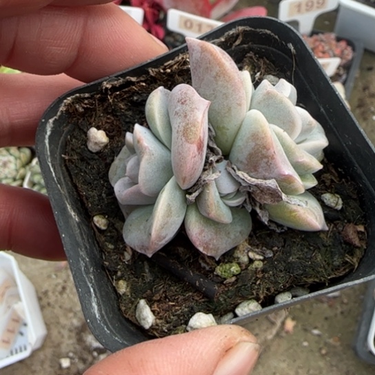 111可爱玫瑰多肉植物多