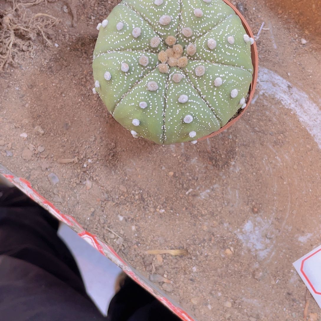 无花朵彭*超好运连连哦！顺风顺水