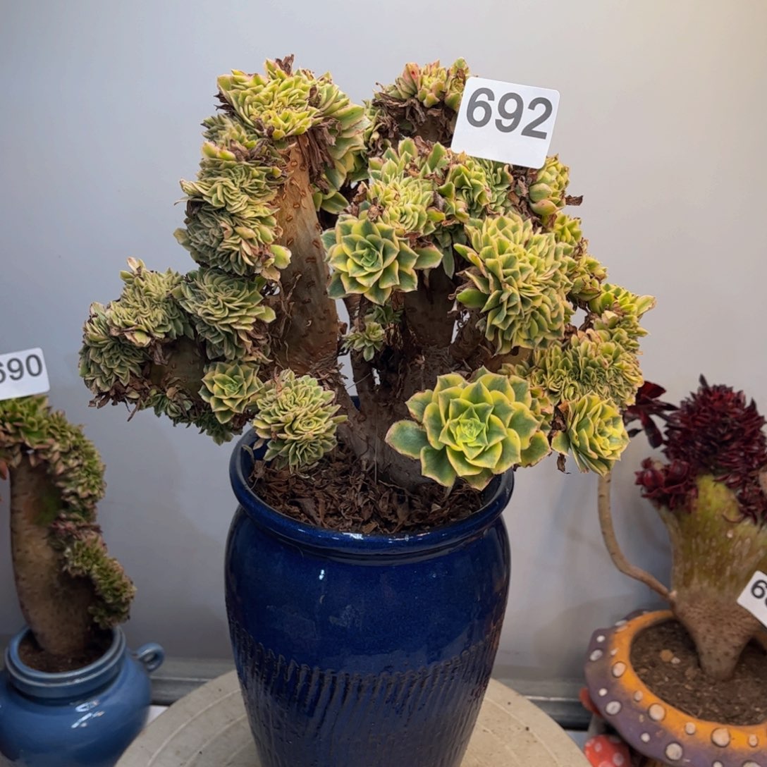 多肉植物碧玉缀692