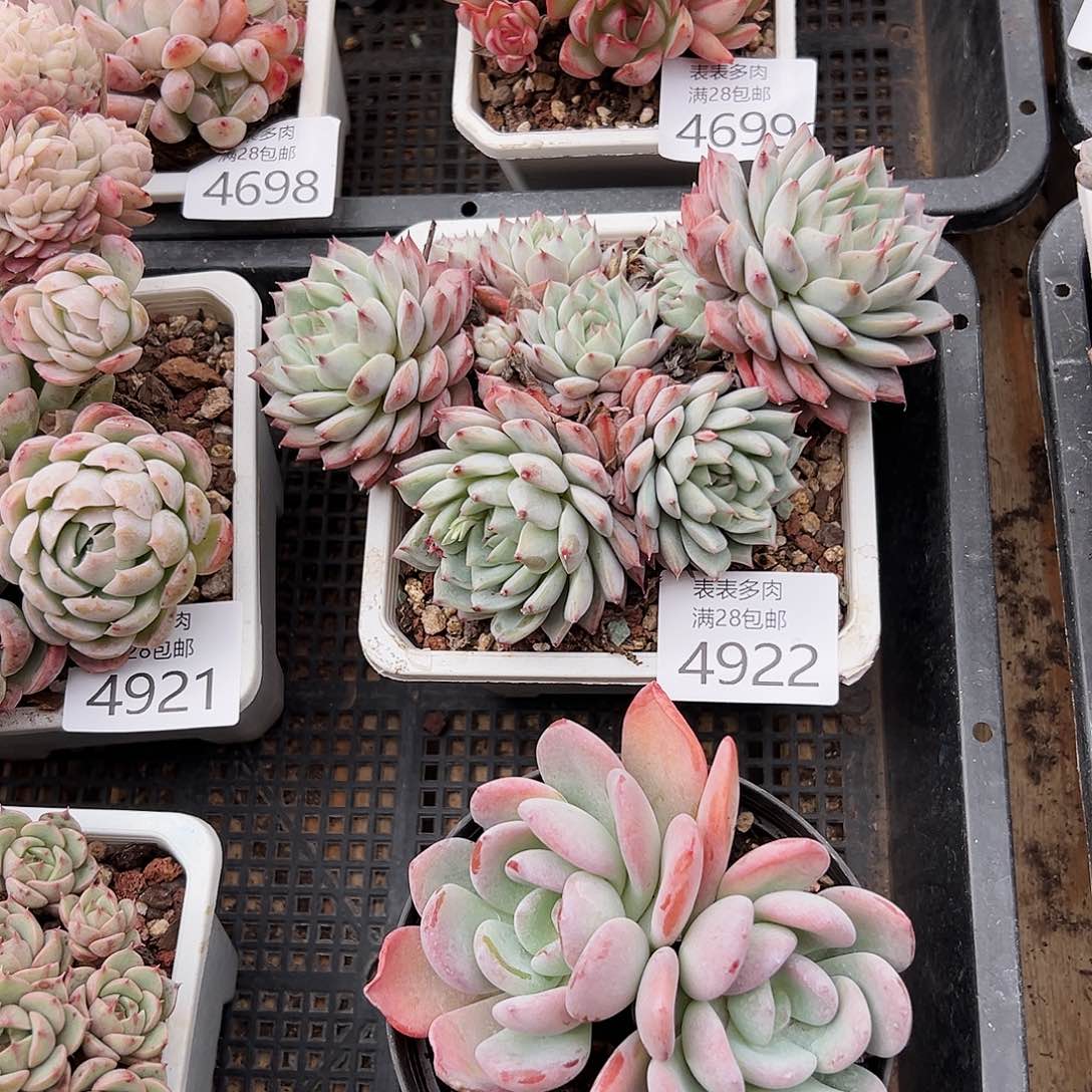 9号安**输我们的确是一4922