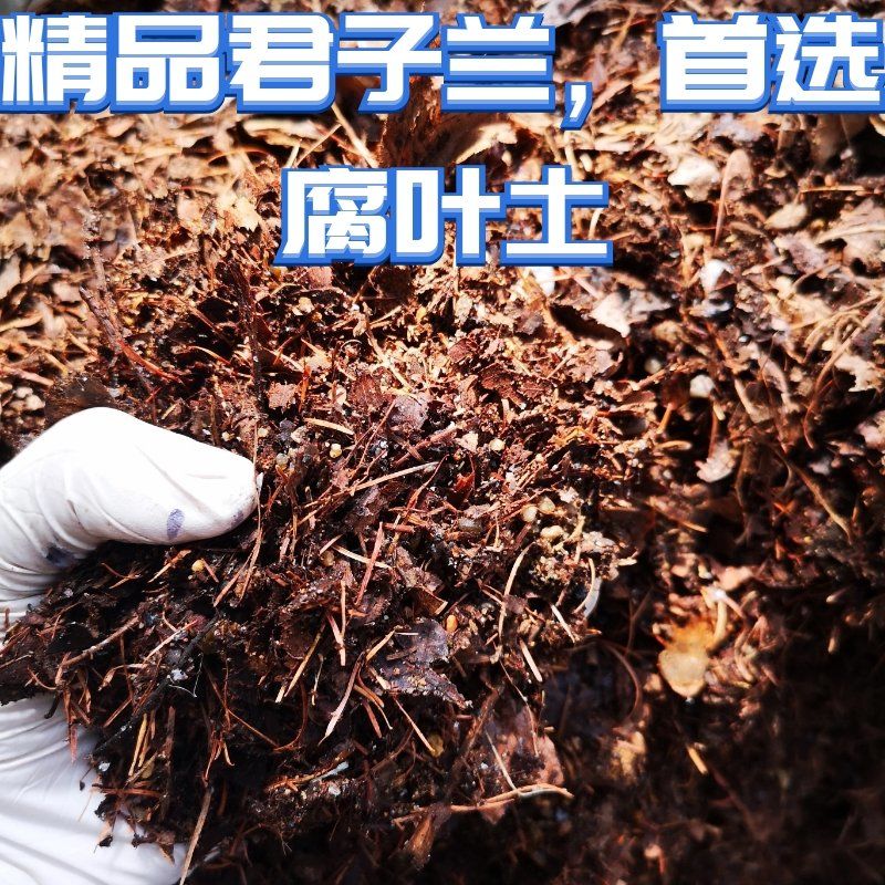腐叶土含松针橡树叶适用于兰花君子兰壮根种植一级君子兰专用土