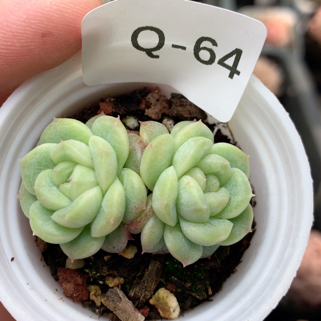 Q64秃子绿透珍妮Q42