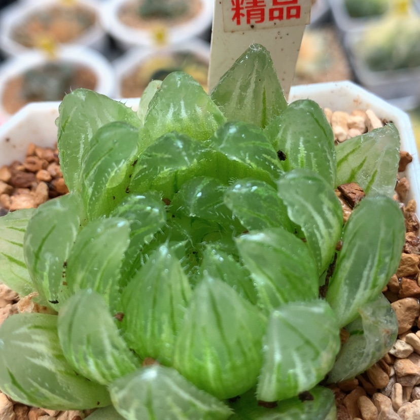 【闪购商品】74樱水晶锦