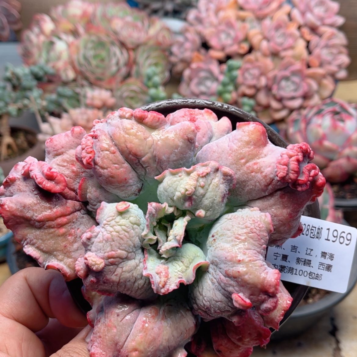 【闪购商品】1969男爵