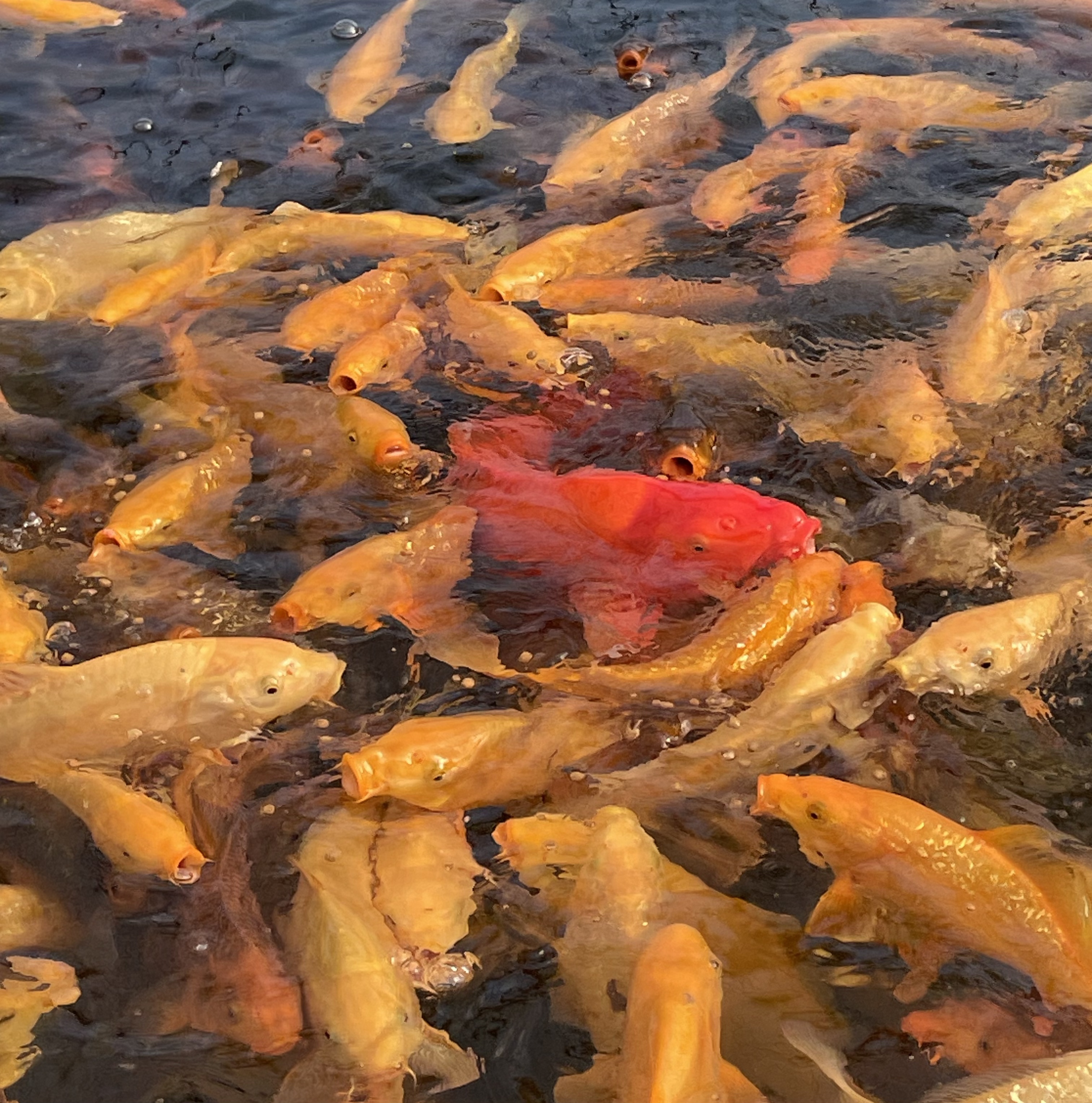 锦鲤观赏鱼血统锦鲤冷水鱼请阅读商品详情购买须知