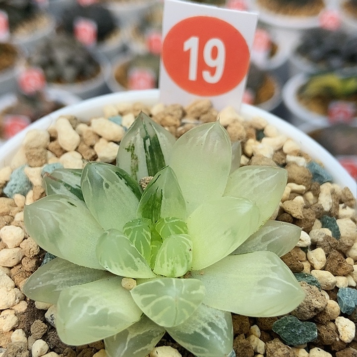 19花火锦111111111