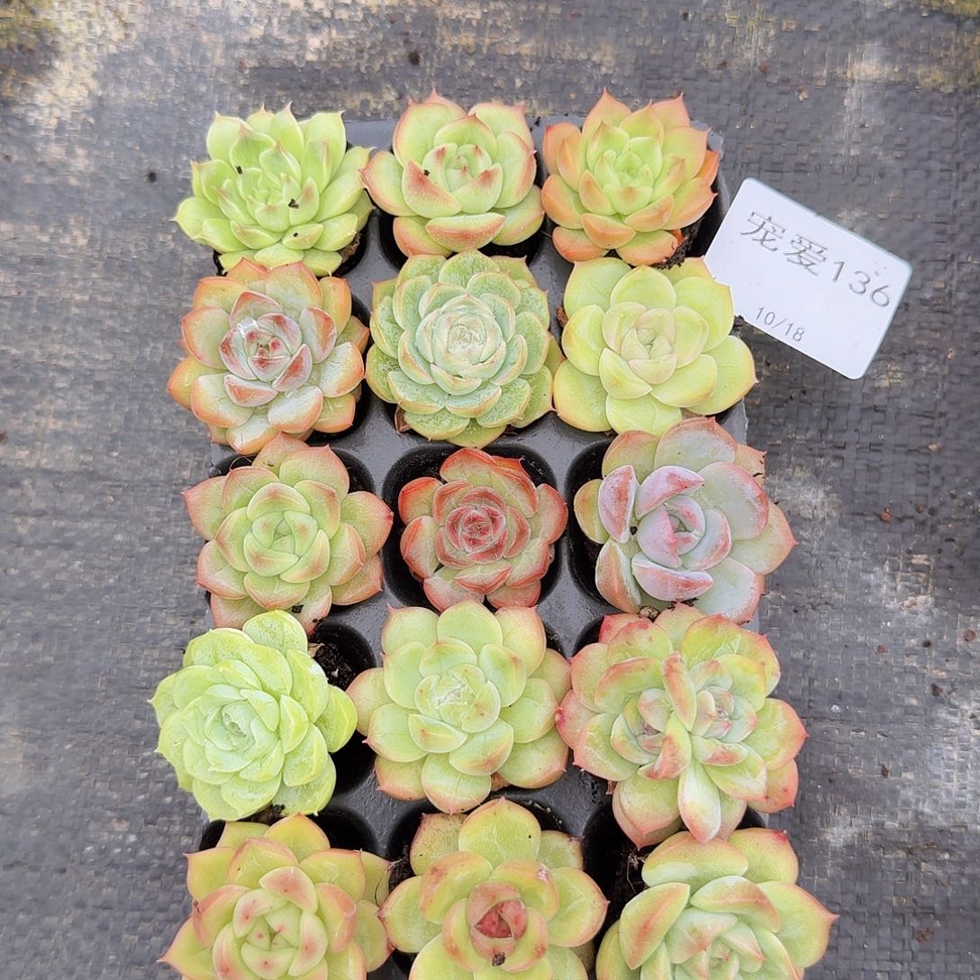 直播福利一物一拍136