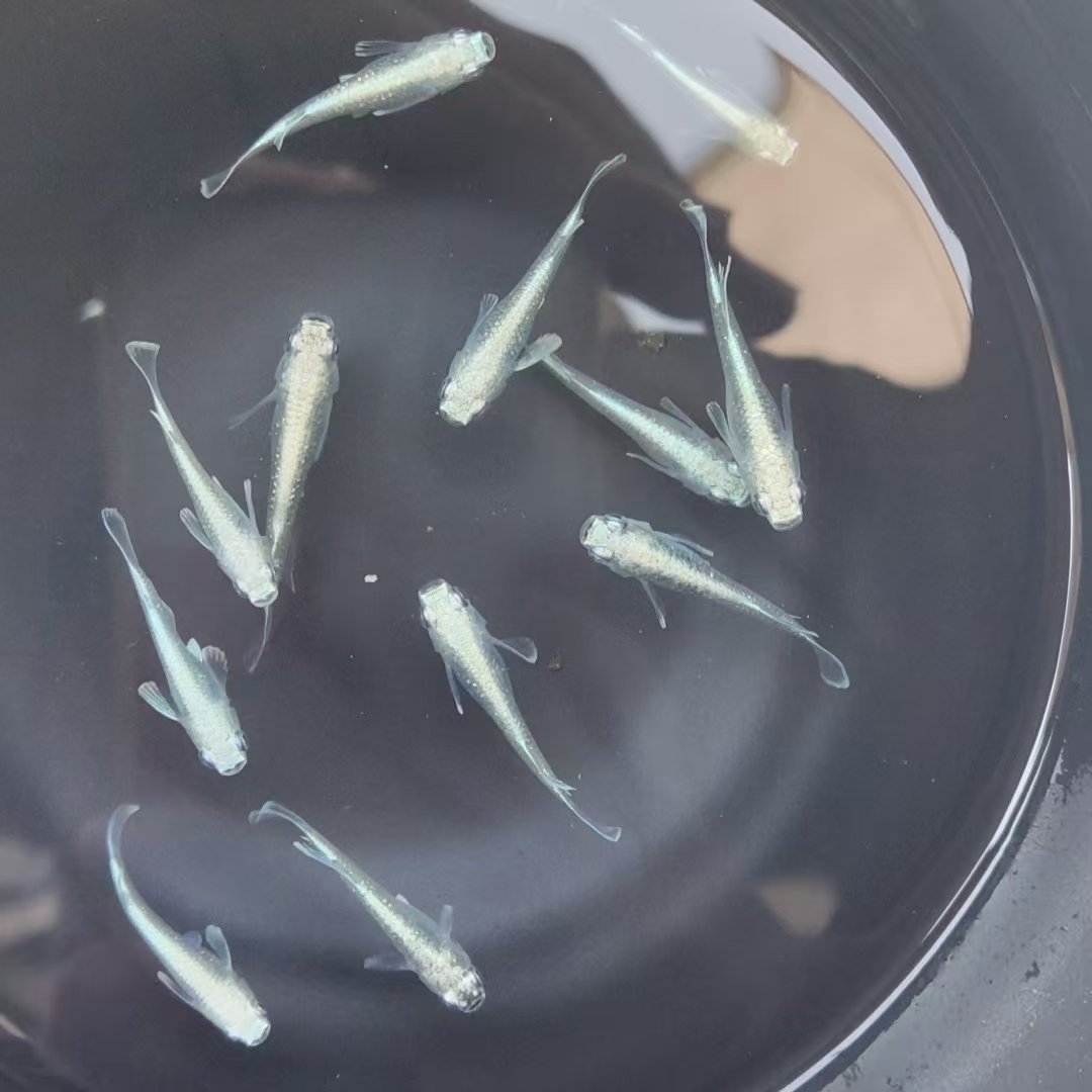 观背青鳉观赏鱼一物一拍天使之翼