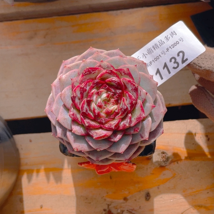 孙*娘谢谢你的支持00000001132