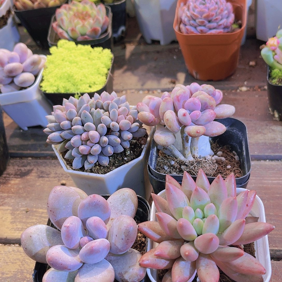 蓝舍➕桃美人➕桃蛋➕红蜻蜓