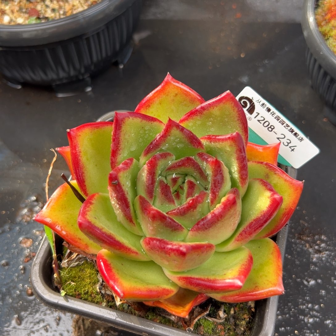 从前慢花园多肉编号1208-234
