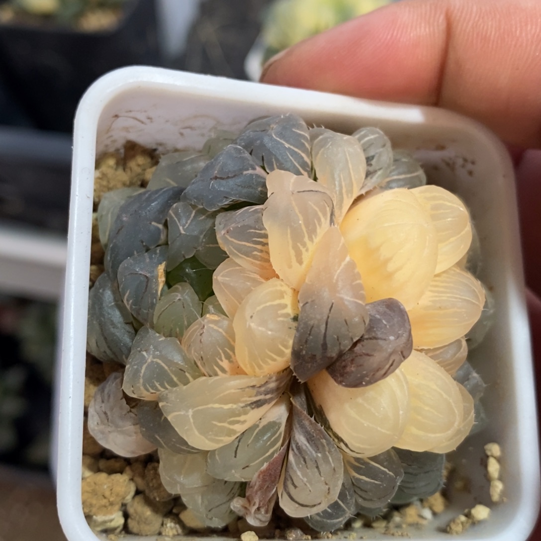 一颗双头玉露锦 开播福利