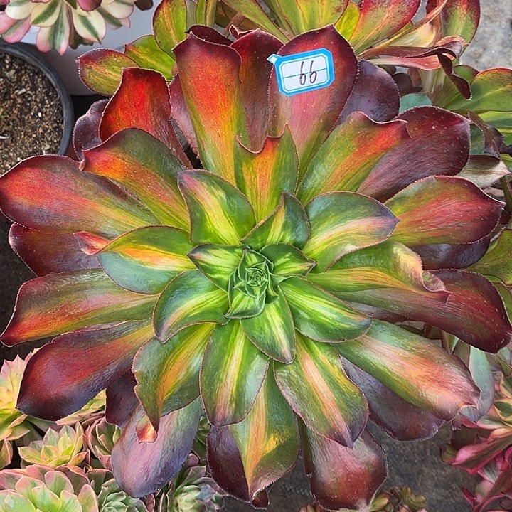 66魅影中班法师多肉植物