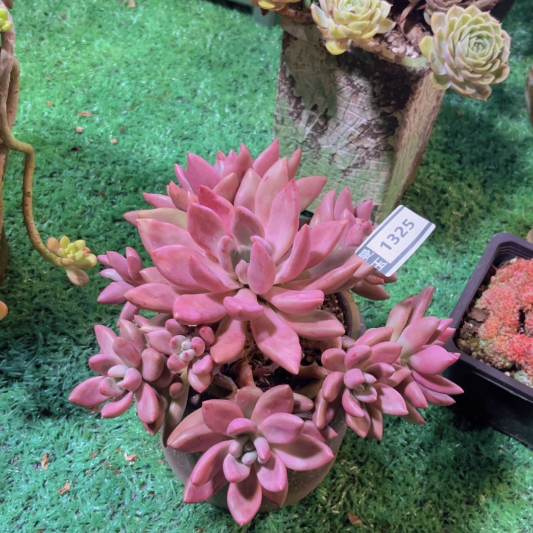 桃花源多肉植物1325