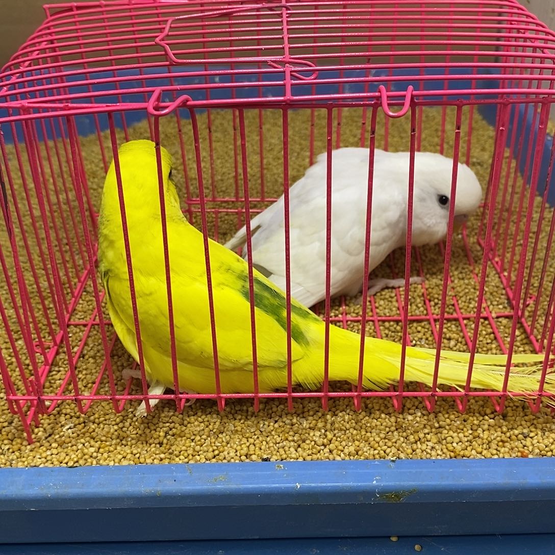 虎皮鹦鹉大头虎皮