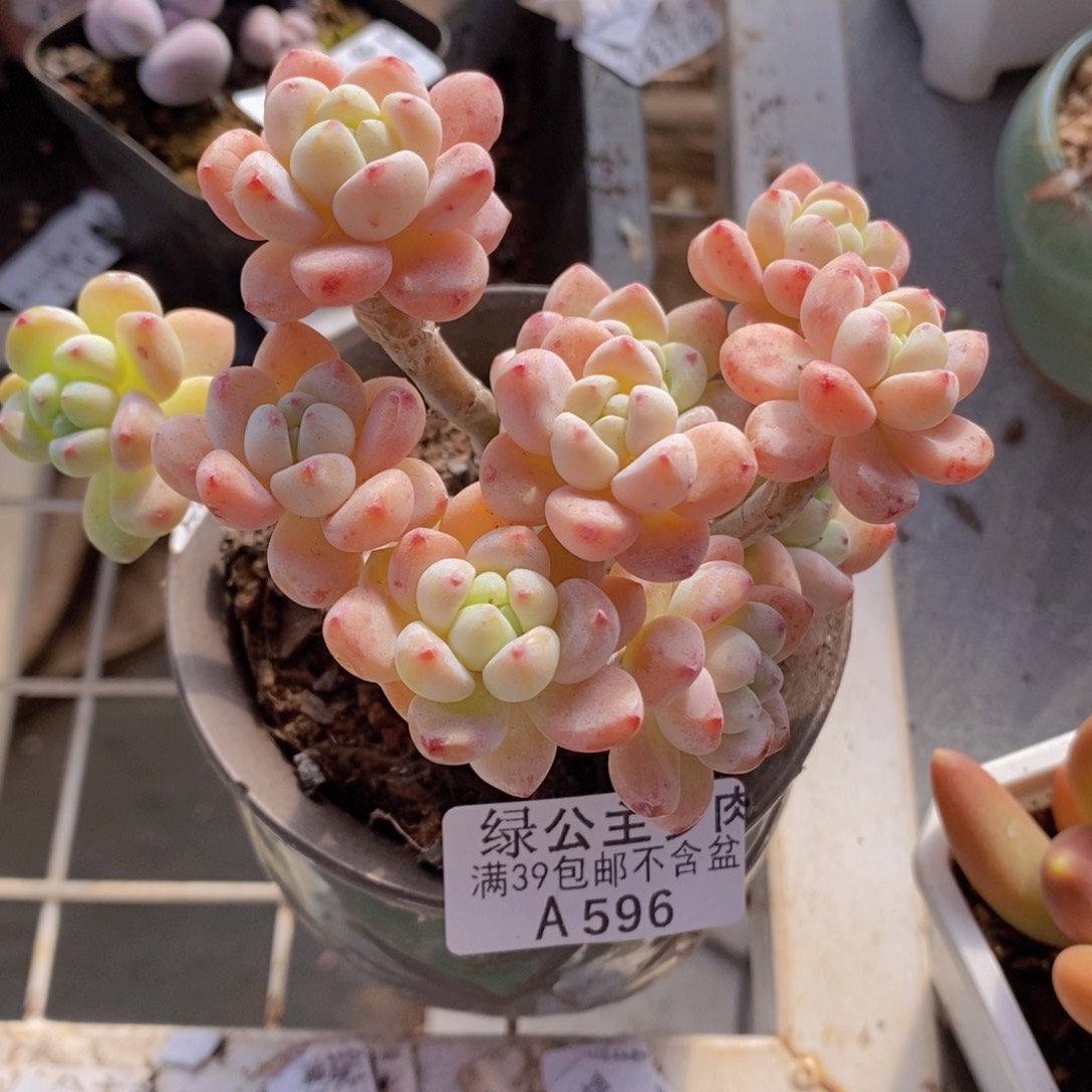 樱花罗琦老桩有砍11cm596多肉植物