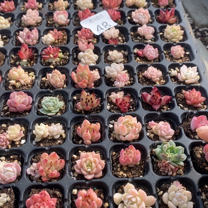 48 多肉植物盆栽花卉