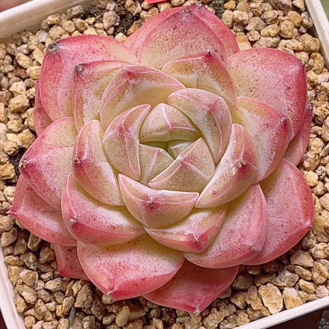 E592五楞星一物一拍