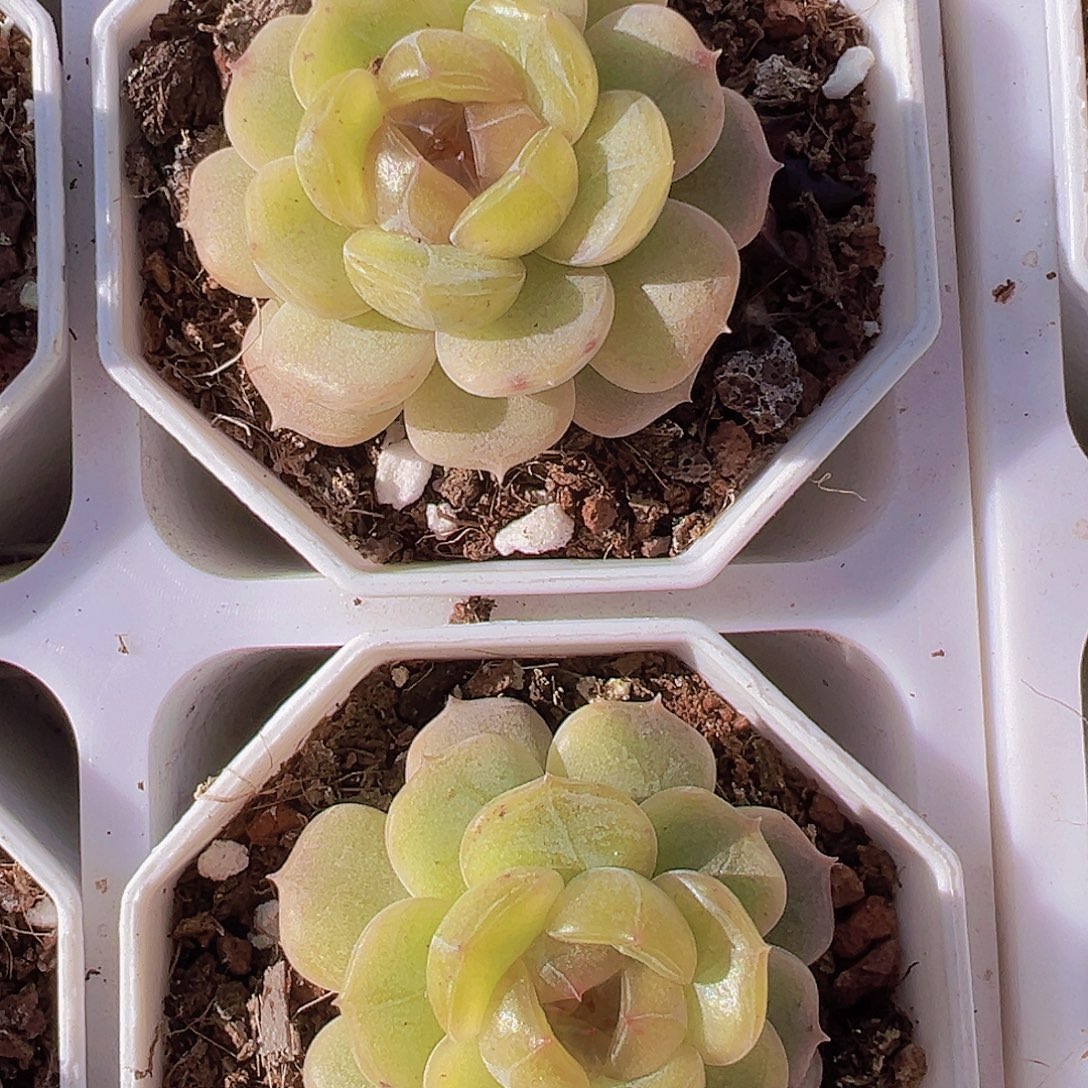 八角彩恋19包邮多肉