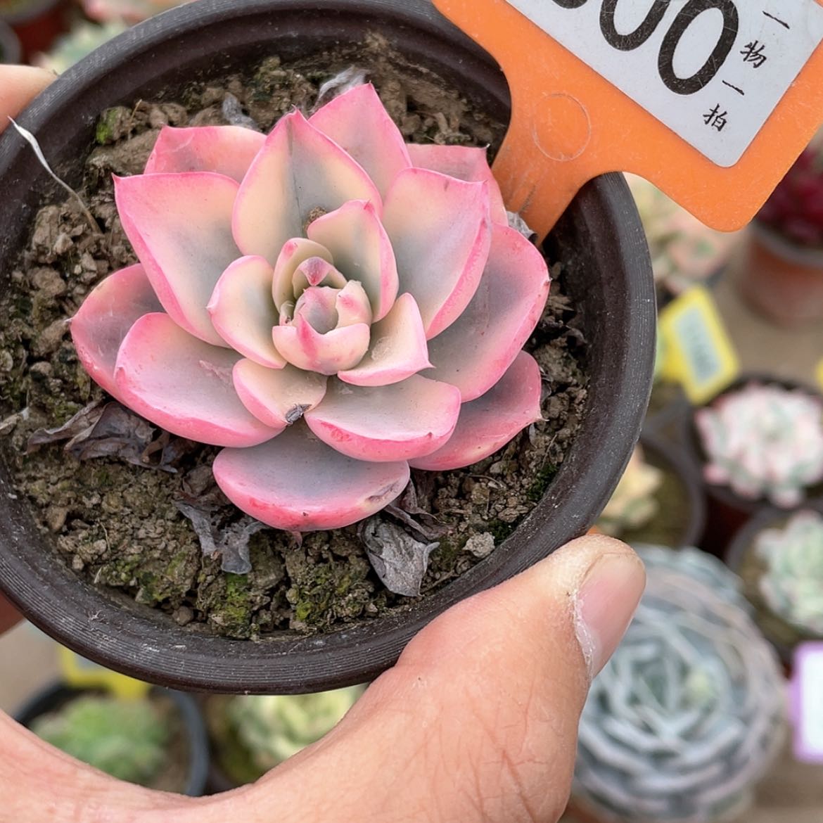 【闪购商品】300号