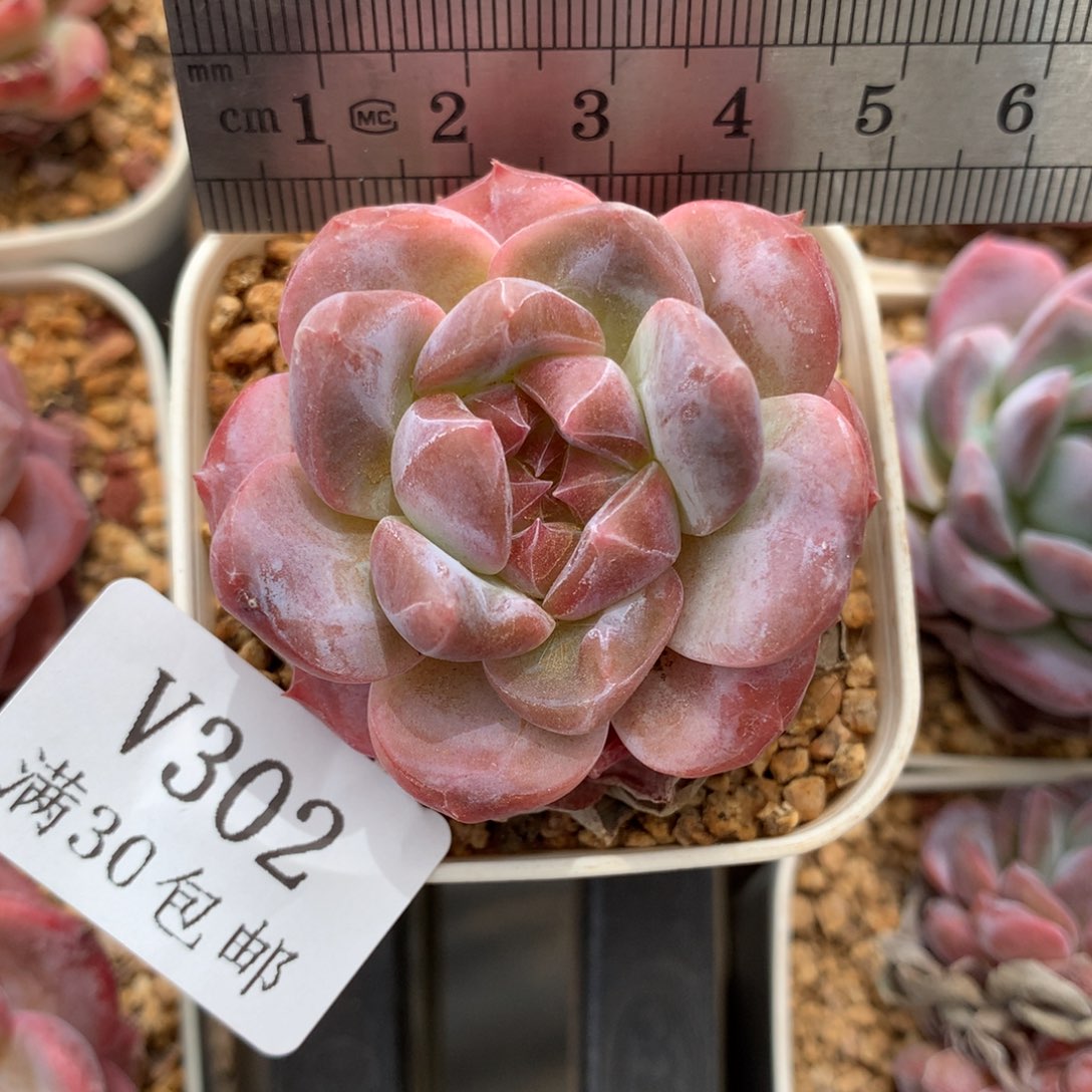 302。变异黛玉琥珀。