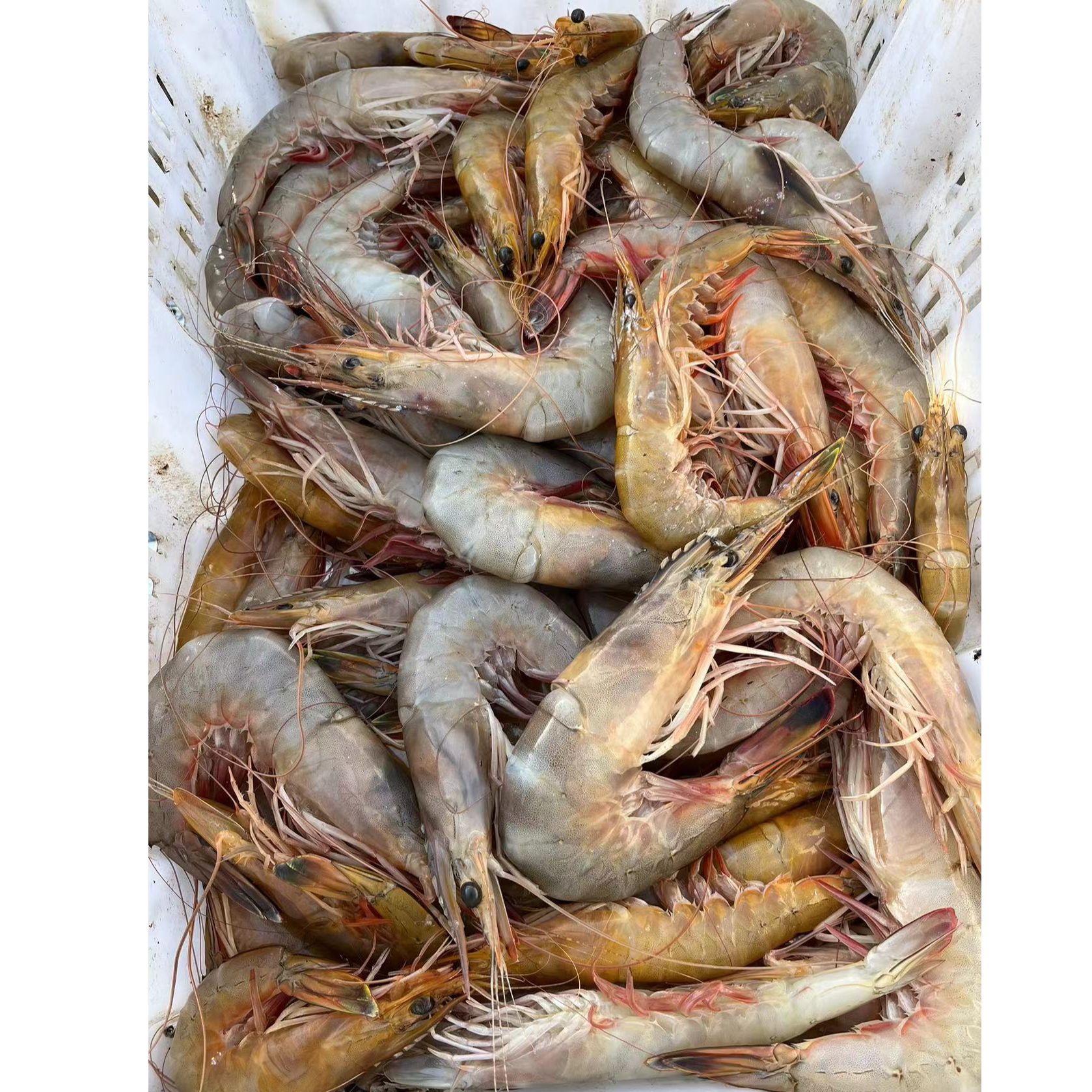 速冻 新鲜明虾2斤 日照发货