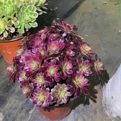 安娜多肉植物026