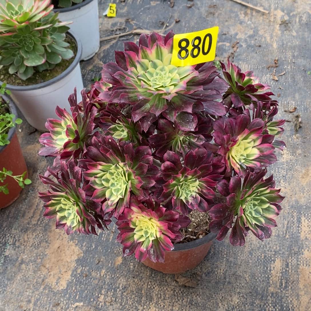 天河多肉法师880