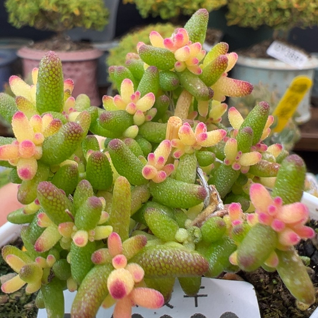 dy3922糖球黄化锦冠幅5.5cm