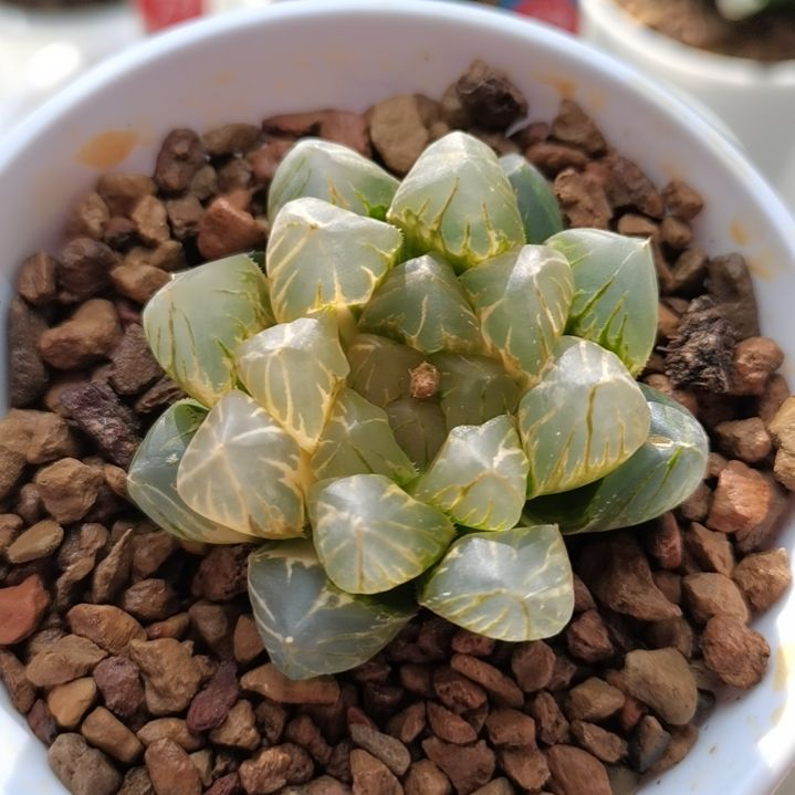 364号紫王玉露锦一物一拍带盆土发货