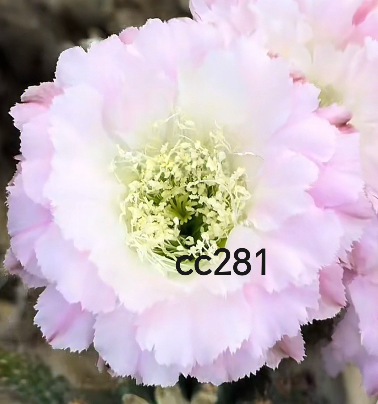 彩草cc281侧芽歪 满28包邮非偏远