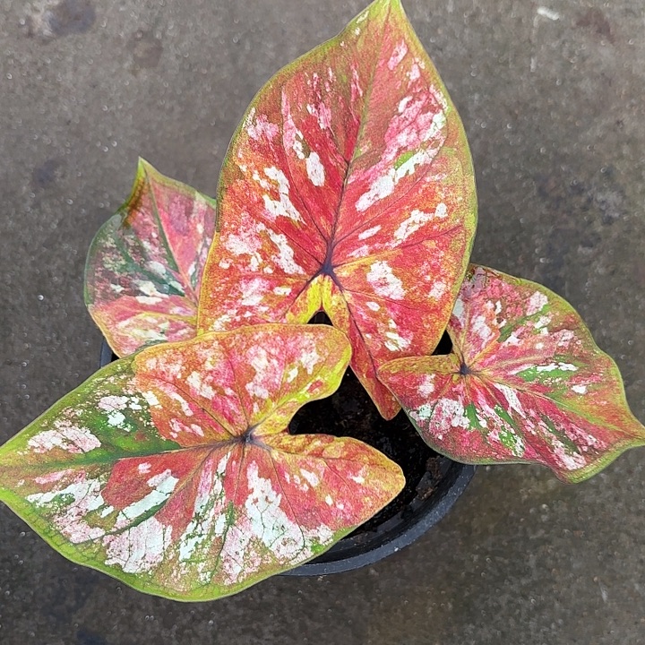 62-1222镀金石广东现货