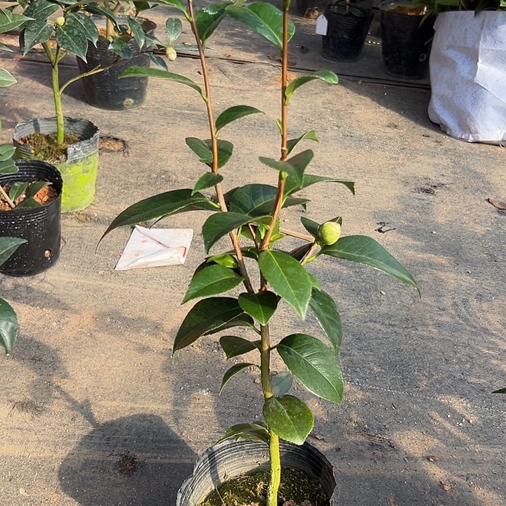 大部分花苞少量开放，雀斑隨單